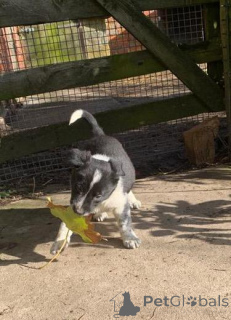 Фото №2 к объявлению №159993 о продаже бордер-терьера - купить в Латвии частное объявление