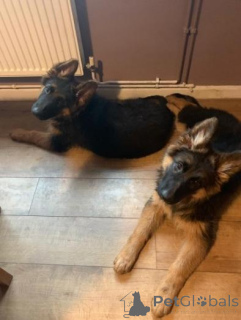 Фото №2 к объявлению №160005 о продаже немецкую овчарку - купить в Латвии частное объявление