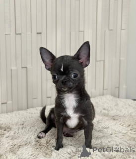 Фото №1. беспородная - купить в Город Теннесси за 89868₽. Объявление №167335