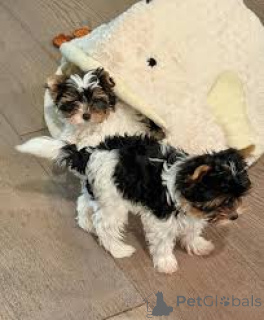 Фото №1. йоркширский терьер - купить в Лондонский Сити за 64937₽. Объявление №165560