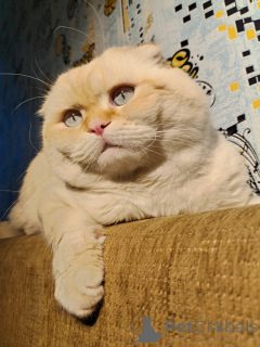 Фото №3. Breed cats. Россия