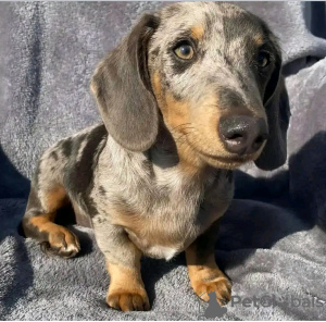 Фото №3. lovely Dachshund.  Россия