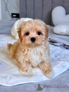 Фото №2 к объявлению №145972 о продаже мальтипу - купить в Италии заводчик