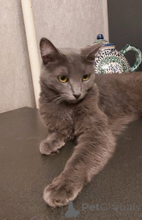 Фото №3. Дымка, русская голубая в добрые руки.. Россия