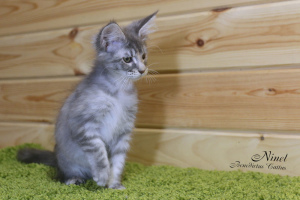 Фото №3. Мейн Кун котенок девочка. Беларусь