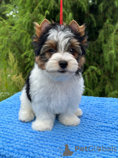 Фото №3. Бивер терьер.  Беларусь