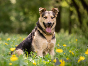 Фото №2 к объявлению №154141 о продаже беспородную - купить в России частное объявление