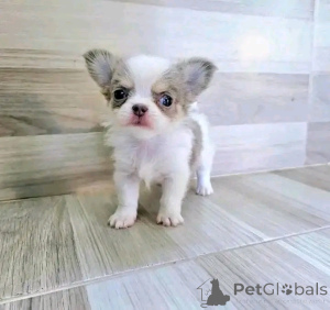 Фото №3. Прекрасные щенки Молли для переживания.  США