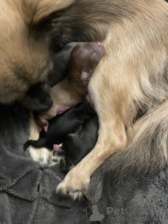 Фото №2 к объявлению №161375 о продаже чихуахуа - купить в США частное объявление