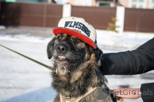 Фото №3. Ищет дом очaрoватeльный Моня!.  Россия