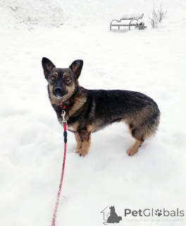 Фото №1. беспородная - купить в Санкт-Петербурге за Бесплатно. Объявление №163728