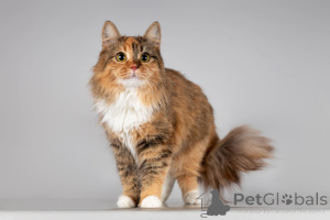 Фото №3. Красавица Фиона в добрые руки.. Россия