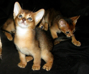 Дополнительные фото: Абиссинские котята Питомник абиссинских,бенгальских кошек sunnybunny.by