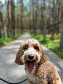 Фото №1. лабрадудль - купить в Голуэй за договорная. Объявление №156415