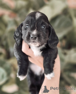 Фото №1. такса - купить в Гейло за договорная. Объявление №155450