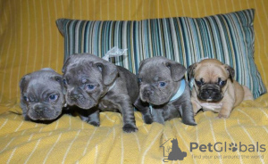 Фото №2 к объявлению №64744 о продаже французского бульдога - купить в Германии заводчик