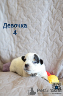 Дополнительные фото: Австралийский хилер Cattle Dog