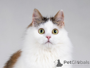 Фото №4. Продам  в Москва частное объявление - цена Бесплатно