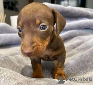 Фото №1.  - купить в Флоренция за договорная. Объявление №163603