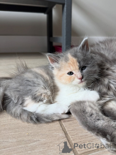 Фото №3. Дружелюбный и ласковый сибирский котенок доступен. Германия