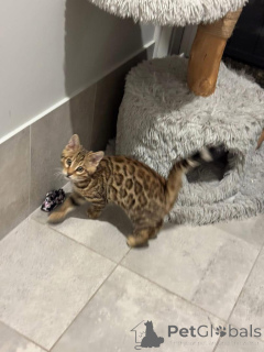 Фото №1. бенгальская - купить в Рененс за 69575₽. Объявление №152761