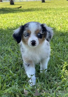 Фото №1. австралийская овчарка - купить в Привычка за 83490₽. Объявление №150656