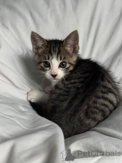 Фото №1. беспородная - купить в Вермонтвилль за 34498₽. Объявление №146728