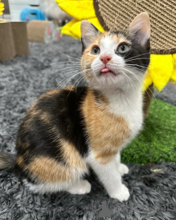 Фото №1. беспородная - купить в Мюнхене за 55660₽. Объявление №150624