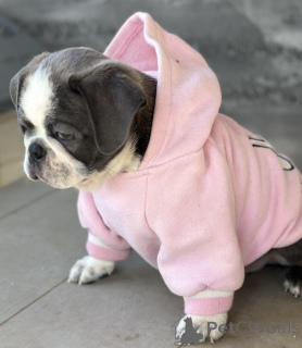 Фото №3. Экзотический мопс.  Сербия