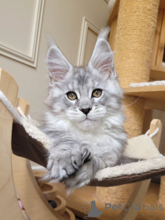 Фото №1. мейн-кун - купить в Колоне за договорная. Объявление №155921