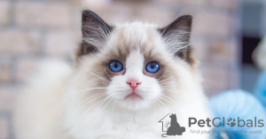 Фото №3. Голубоглазые котята рэгдолл доступны для переселения. Эстония