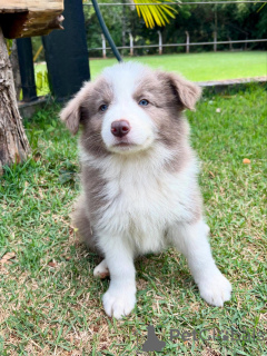 Фото №1. бордер-колли - купить в Мюнхене за договорная. Объявление №159498