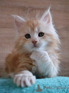 Фото №3. Kocięta rasy Maine Coon na sprzedaż. Польша