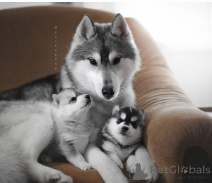 Фото №4. Продажа  в Лондонский Сити  - цена договорная