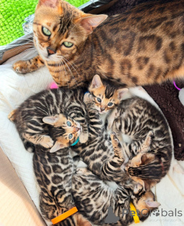 Фото №3. Рейн Бенгал-Катцхен. Германия