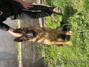 Фото №2 к объявлению №139199 о продаже немецкую овчарку - купить в Сербии 