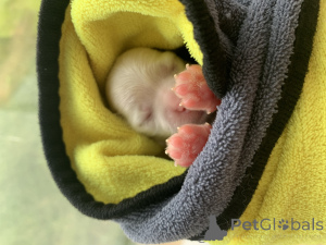 Фото №2 к объявлению №146079 о продаже мальтийскую болонку - купить в России частное объявление, заводчик