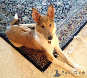 Фото №1. длинношёрстный колли - купить в Айзлинген за 55660₽. Объявление №157828