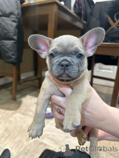 Фото №2 к объявлению №162685 о продаже французского бульдога - купить в Польше заводчик