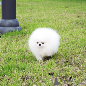 Фото №4. Продажа померанского шпица в Франкфурт-на-Майне частное объявление - цена 44934₽