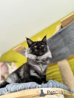 Фото №3. Gatitos de maine en venta. Испания
