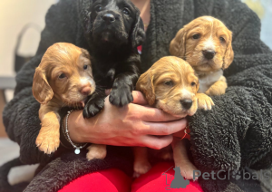 Фото №3. Щенки рабочего кокер-спаниеля осталось 4 щенка.  Финляндия