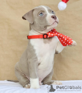 Фото №2 к объявлению №132400 о продаже американского булли - купить в Сербии заводчик