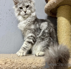 Фото №2 к объявлению №163718 о продаже мейн-кун - купить в Германии заводчик