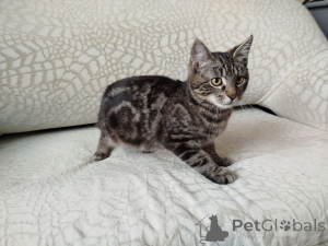 Фото №2 к объявлению №164929 о продаже  - купить в Беларуси 