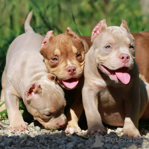 Фото №1. беспородная - купить в Дрезден за 92674₽. Объявление №147457