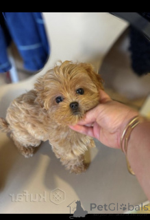 Фото №4. Продажа мальтипу в Минске из питомника - цена 179736₽