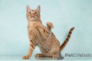 Фото №3. Юна, чудесная ласковая кошечка-подросток ищет дом. Россия