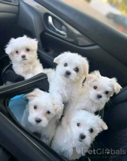 Фото №1. мальтийская болонка - купить в Готцкар за договорная. Объявление №158398