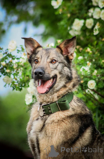 Фото №1. беспородная - купить в Москве реке за Бесплатно. Объявление №150741